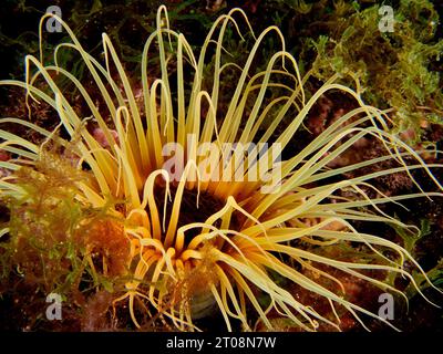 Gelbe Zylinderrose (Cerianthus membranaceus), Tauchplatz Meeresschutzgebiet Cap de Creus, Rosas, Costa Brava, Spanien, Mittelmeer Stockfoto