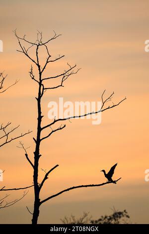 Großer Kormoran (Phalacrocorax carbo), erwachsener Vogel auf einem toten Baum vor dem Morgenhimmel, Bottrop, Ruhrgebiet, Nordrhein-Westfalen, Deutschland Stockfoto