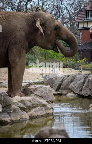 Ein Elefant in einem Zoo, der Wasser trinkt Stockfoto