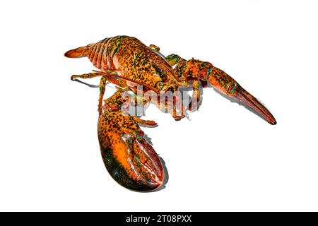 Köstliche, frische Meeresfrüchte, Hummer isoliert vor weißem Hintergrund. Lebensmittelmarkt, Restaurant Stockfoto