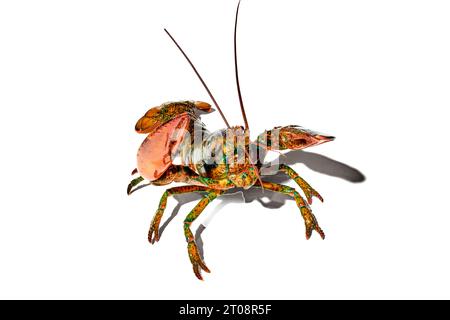 Köstliche, frische Meeresfrüchte, Hummer isoliert vor weißem Hintergrund. Lebensmittelmarkt, Restaurant Stockfoto