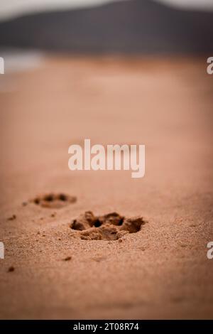 Pfotenabdrücke eines Hundes im Sand am Strand bei Sonnenuntergang Stockfoto