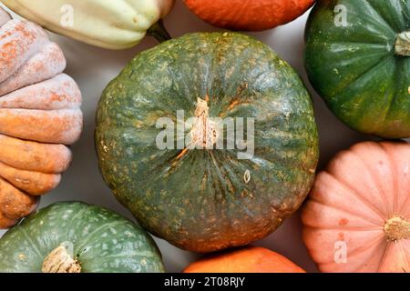 Blick von oben auf den grünen Kuri Hokkaido Squash zwischen Kürbis und Kürbismischung Stockfoto