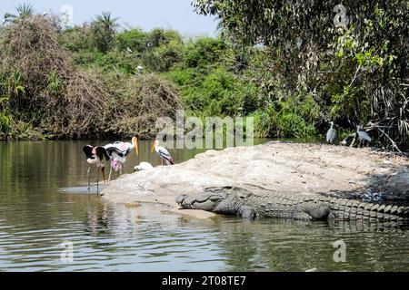 Räuberkrokodil, wenn gemalte Störche an einem sonnigen Tag auf dem Wasser schlürfen. Stockfoto