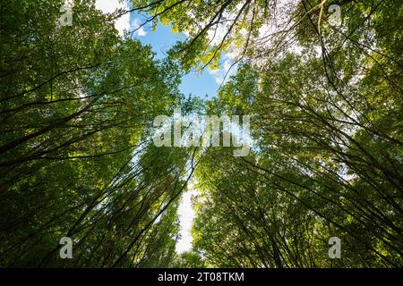 Hintergrund des CO2-Netto-Null- oder CO2-neutralen Konzepts. Bäume von unten im Wald mit teilweise bewölktem Himmel. Stockfoto