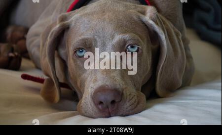 Nahaufnahme eines weimaranerwelpen mit weit geöffneten blauen Augen. Stockfoto