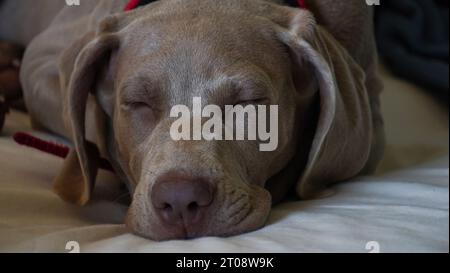 Nahaufnahme eines schlafenden Weimaraner-Welpen. Stockfoto
