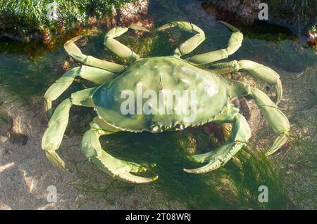 Plastiknachbildung grüne Krabbe in einer natürlichen Umgebung - John Gollop Stockfoto