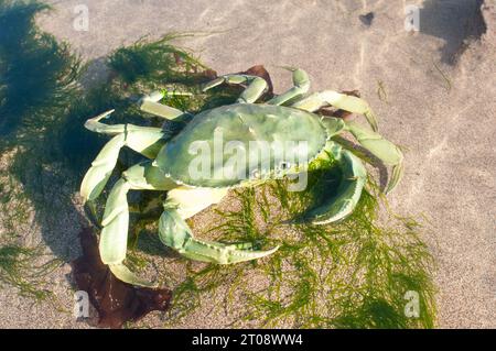 Plastiknachbildung grüne Krabbe in einer natürlichen Umgebung - John Gollop Stockfoto