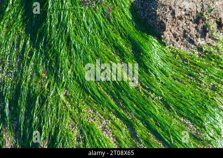 Mit Meeresalgen bedeckte Felswände, ideal als Hintergrund - John Gollop Stockfoto