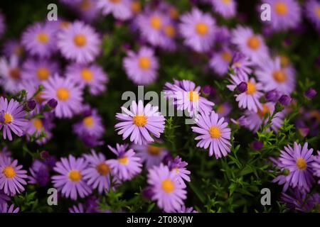 Wunderschöne Astern Im Herbst Stockfoto