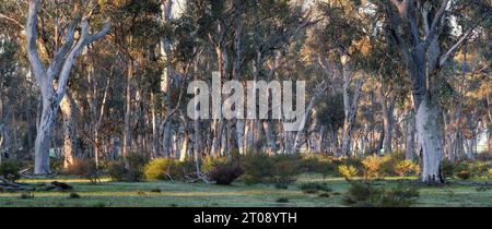 Landschaftspanorama des Wandoo-Baumwaldes im Morgenlicht im Dryandra Woodland National Park, Western Australia. Stockfoto