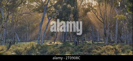 Landschaftspanorama des Wandoo-Baumwaldes im Morgenlicht im Dryandra Woodland National Park, Western Australia. Stockfoto