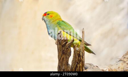 Der lila gekrönte Lorikeet-Papagei thront in Wandoo-Baum bei Sonnenschein im Dryandra Woodland National Park, Western Australia. Stockfoto