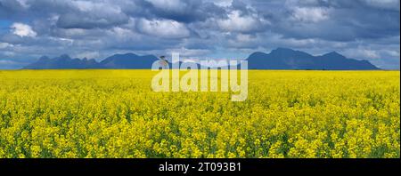 Gelbe Rapsblüten wachsen auf einem Farmfeld nördlich der Berggipfel des Stirling Range National Park, Western Australia. Stockfoto
