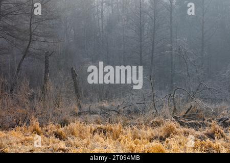 Frühling in Warmia und Mazury, Polen Stockfoto