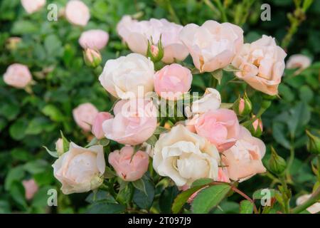 Rosenblumen auf einem schönen Busch im Blumengarten am Sommermorgen. Aromatische Korallenrosen Hintergrund im Garten. Stockfoto