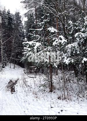 Foto von einem ruhigen Wintertag, ein schneebedeckter Wald steht in unberührter Abgeschiedenheit. Frisch gefallener Schnee bedeckt die Landschaft, Bäume mit Frost geschmückt. Stockfoto