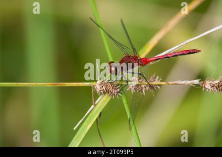 Ruby Meadowhawk thronte auf einer Pflanze in Profilansicht Stockfoto