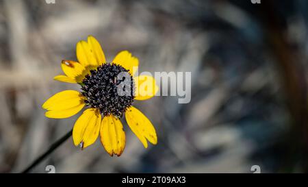 Braunäugige Susan (Rudbeckia triloba) blühende Blume Stockfoto