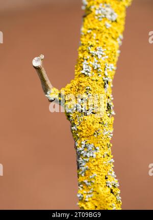 Verschiedene Flechtenarten an einem Ast im Nahaufnahme. Stockfoto