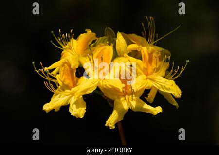 Gelbe Alpenrose. Blühende Pflanze mit großen gelben Blüten. Gelbe Blüten in Nahaufnahme vor dunklem Hintergrund. Stockfoto