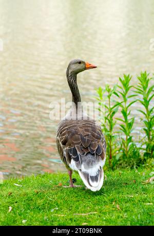 Porträt einer Graugans am Ufer eines Sees. Vogel in der Natur. Anser Anser. Stockfoto