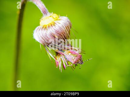 Grüne Schildwanzer auf einer Blume. Nahaufnahme des Insekts. Palomena prasina. Stockfoto