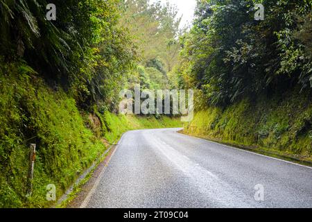 Neuseelands grüne Natur, Blick auf die Straße. Flora und Fauna im Mai, Herbststimmung. Stockfoto