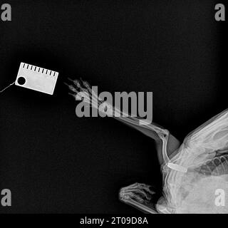Röntgenbild einer gebrochenen Vorderpfote bei einem Pommerschen. Radiographie Stockfoto