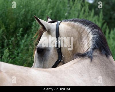 Eine abstrakte Aufnahme eines hübschen dun Pferdes. Stockfoto