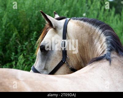 Eine abstrakte Aufnahme eines hübschen dun Pferdes. Stockfoto