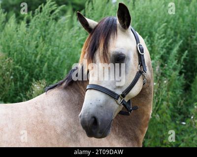 Ein Kopfschuss eines hübschen dun Pferdes in einem Fahrerlager. Stockfoto