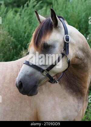 Ein Kopfschuss eines hübschen dun Pferdes in einem Fahrerlager. Stockfoto