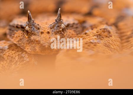 Nahaufnahme der gefährlichen Wüstenotter, die an sonnigen Sommertagen in der Sahara in die Kamera schaut Stockfoto