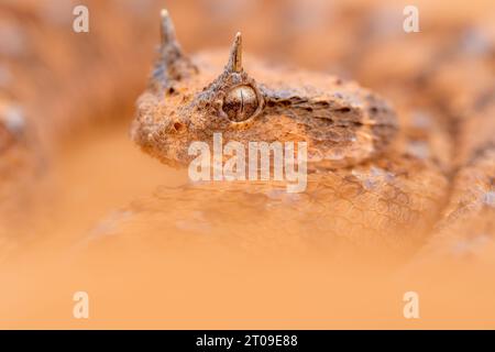 Nahaufnahme der gefährlichen Wüstenotter, die an sonnigen Sommertagen in der Sahara in die Kamera schaut Stockfoto