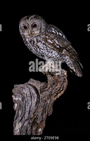 Tawny-Eule mit braunen Federn, die auf einem Ast vor schwarzem Hintergrund sitzen Stockfoto