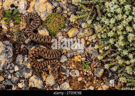 Blick von oben auf die Vipera Aspis, die an sonnigen Sommertagen auf steinigem Boden in der Landschaft krabbeln Stockfoto