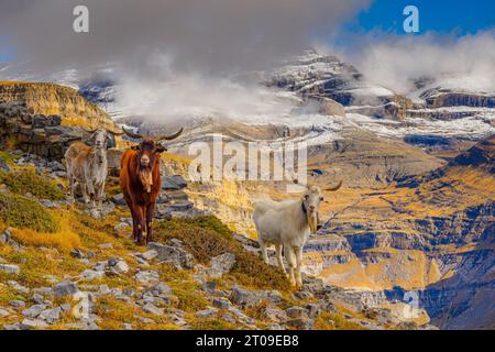 Kühe weiden in den Bergen in der wilden Natur von Ordesa und Monte Perdido Nationalpark in Spanien Stockfoto