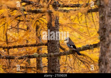Ein Vogel, der auf einem hohen Baumstamm mit hellgelben Blättern schwingt, wächst im Herbstwald mit verschwommenem Hintergrund Stockfoto