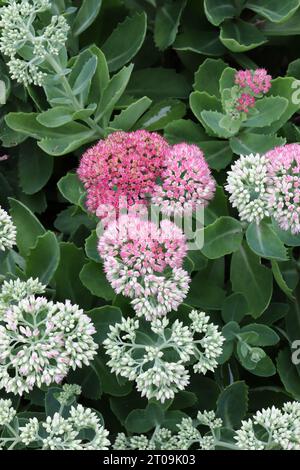 Sedum Herbstfreude Blumen und Blätter, Großaufnahme Stockfoto