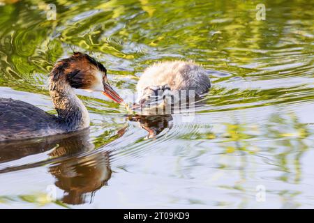 Nahaufnahme eines Großkäppchen, Podiceps cristatus, der sein noch graues schwarz gestreiftes Küken, bedeckt mit Daunenfedern, einen kleinen Fisch füttert Stockfoto