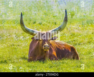 Nahaufnahme eines rotbraunen Watusi-Rindes, Bos taurus indicus, das auf einer grünen Wiese liegt und das Jungtier kaut, mit riesigen Hörnern und Fliegen am Körper und einem fa Stockfoto