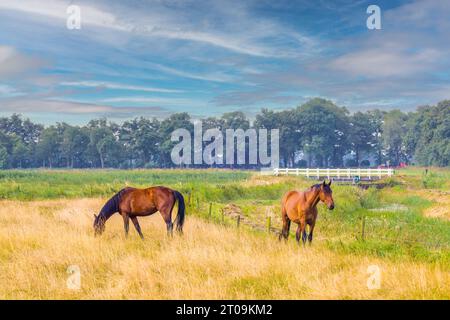 Landschaft ländlicher Bereich im Bachtal Rolder Diep Teil Drentsche AA mit Wiese, in der zwei braune Reitpferde frei laufen können und nebelige Waldbäume b Stockfoto