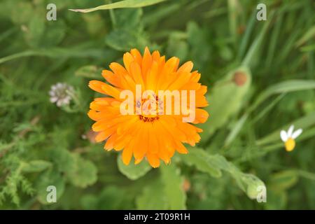 Pot Marigold - Calendula officinalis Stockfoto