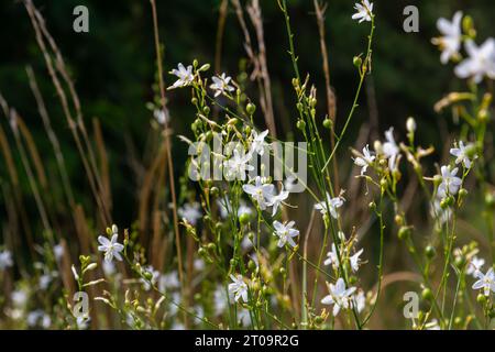 Zerbrechliche weiße und gelbe Blüten von Anthericum ramosum, sternförmig, wachsen auf einer Wiese in wilder Wildnis, verschwommener grüner Hintergrund, warme Farben, helles an Stockfoto