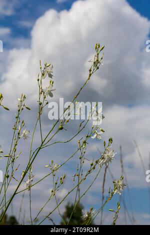 Zerbrechliche weiße und gelbe Blüten von Anthericum ramosum, sternförmig, wachsen auf einer Wiese in wilder Wildnis, verschwommener grüner Hintergrund, warme Farben, helles an Stockfoto