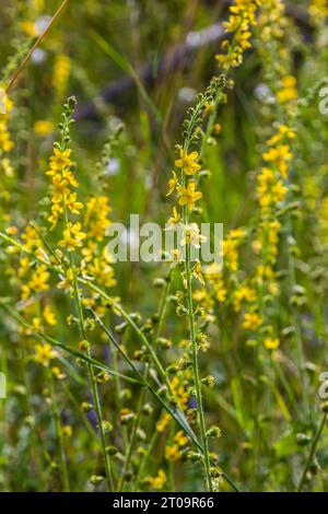 Der Sommer in freier Wildbahn inmitten wilder Gräser blüht agrimonia eupatoria. Stockfoto