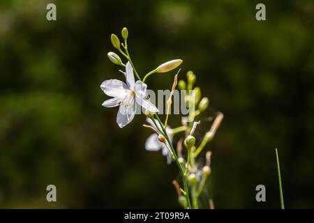 Zerbrechliche weiße und gelbe Blüten von Anthericum ramosum, sternförmig, wachsen auf einer Wiese in wilder Wildnis, verschwommener grüner Hintergrund, warme Farben, helles an Stockfoto