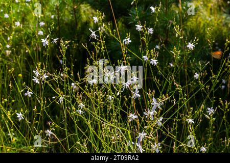 Zerbrechliche weiße und gelbe Blüten von Anthericum ramosum, sternförmig, wachsen auf einer Wiese in wilder Wildnis, verschwommener grüner Hintergrund, warme Farben, helles an Stockfoto
